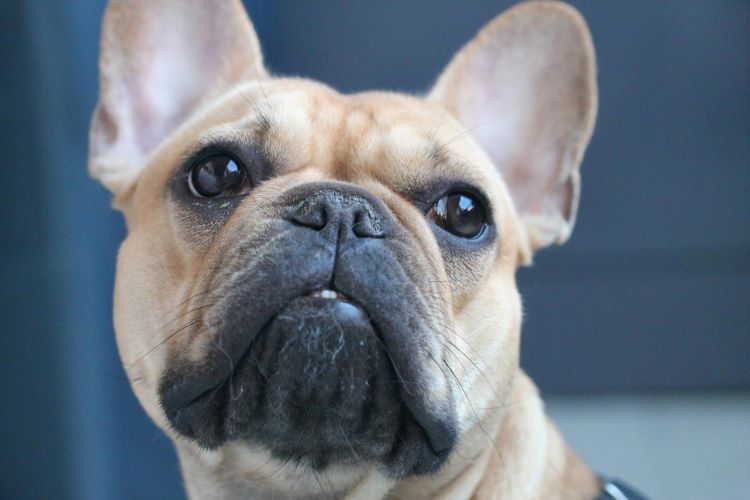 Close up of a French Bulldog face with trademark brachycephalic dog features.