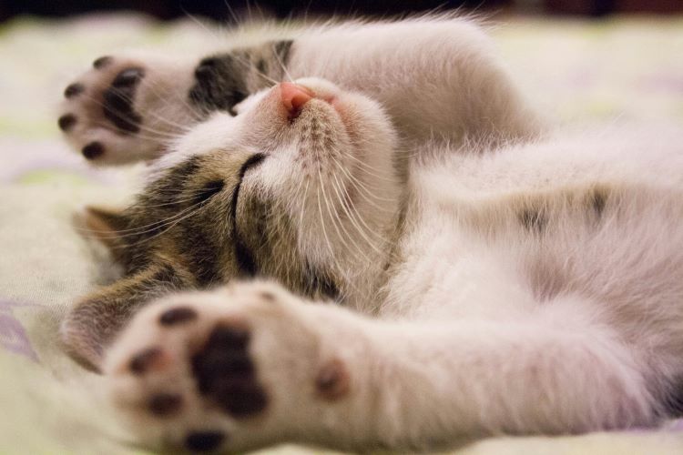 chaton-mignon