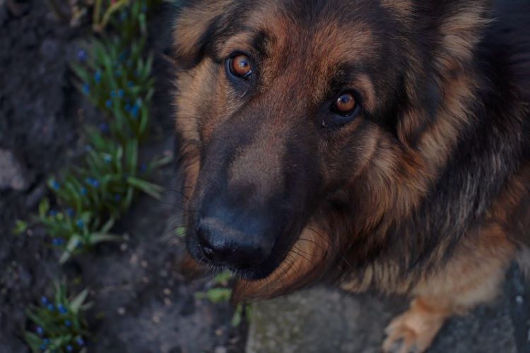 german-shepherd-face-up