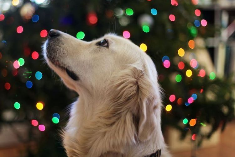 dog-christmas-lights