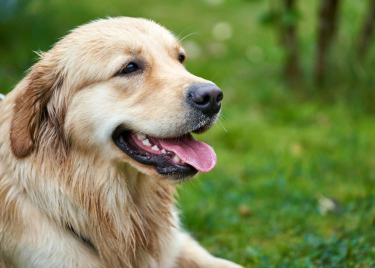 Un golden retriever