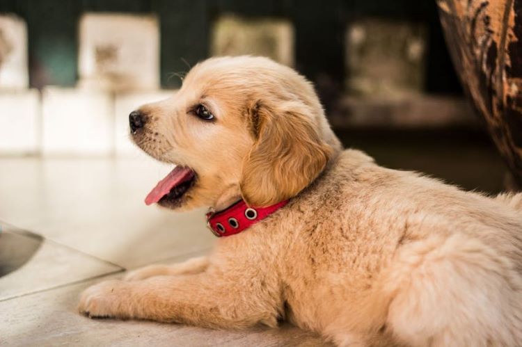 Un petit chiot qui bâille