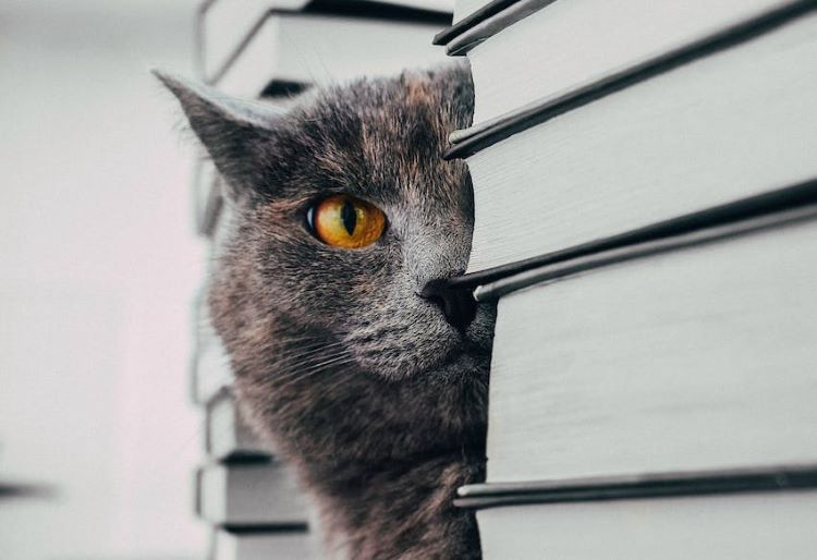 cat books
