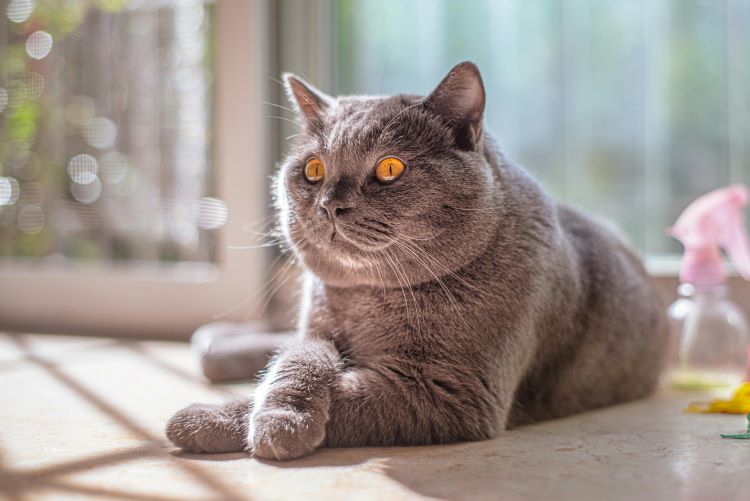 gray-cat-chubby-sun