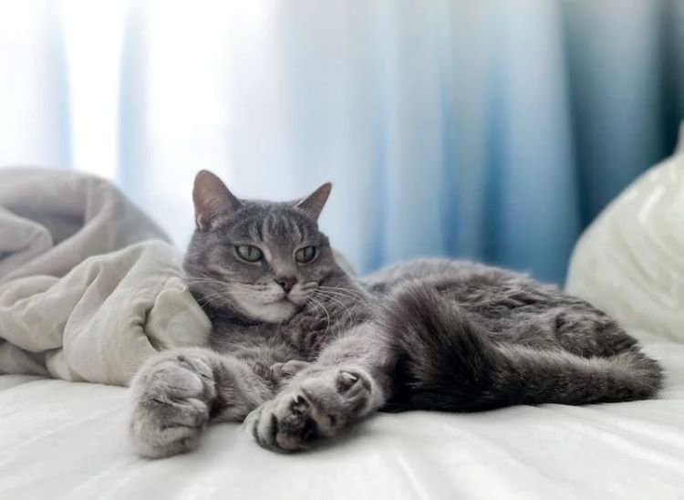 gray-cat-claws-out