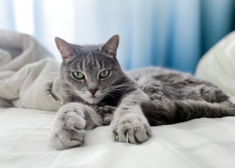 gray-cat-kneading