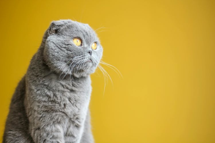 chat-gris-scottish-fold
