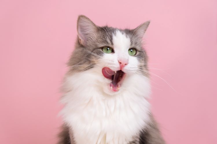 chat-fond-rose