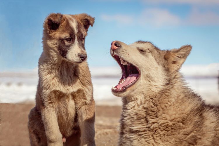 two-greenland-dogs