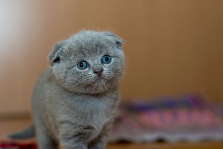 chaton gris stressé