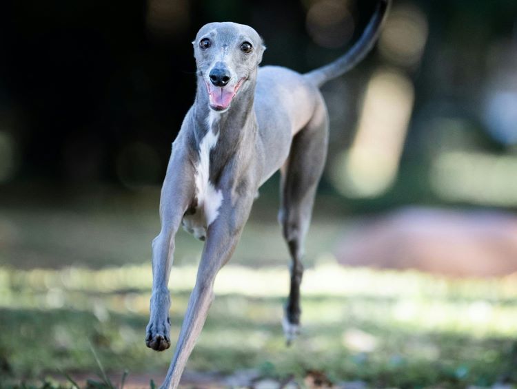 chien-levrier