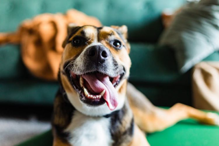 happy-dog