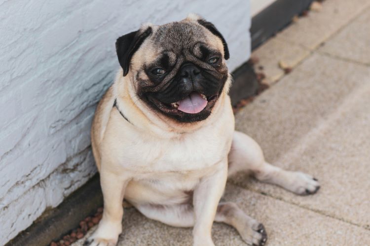 Happy pug wall