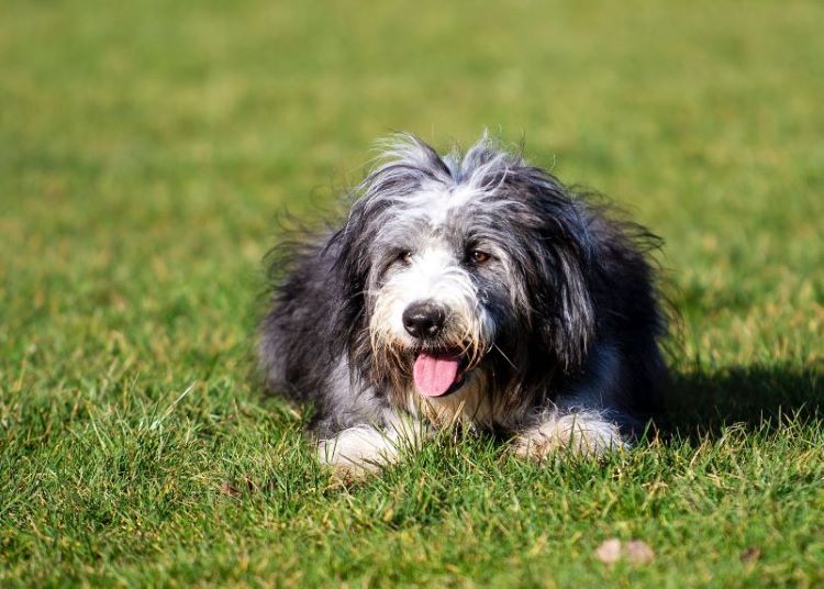 Un chien dans un champ