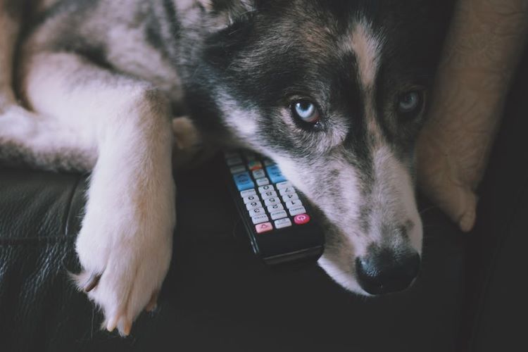 dog-tv-remote