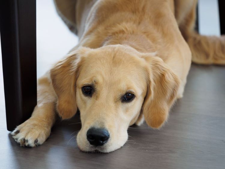 labrador-jaune