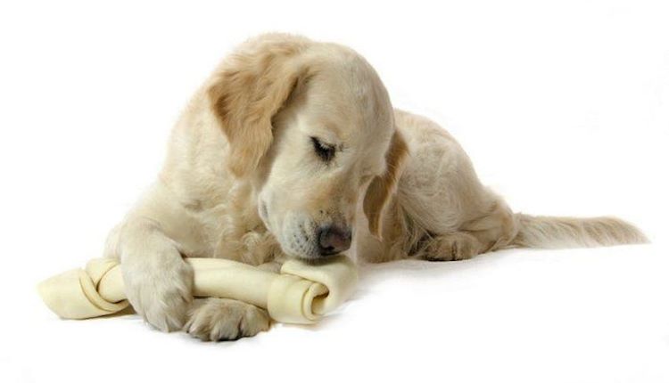 Un chien tenant