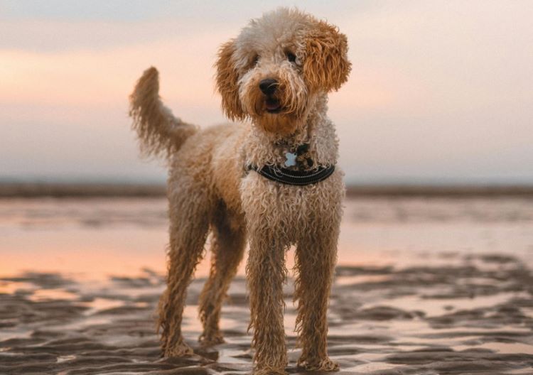 Un labradoodle à la plage