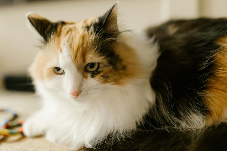 Klinefelter cat
