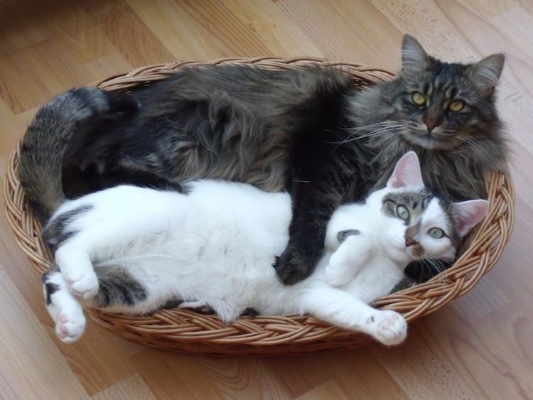 long-hair-cat-cuddling-short-hair-cat