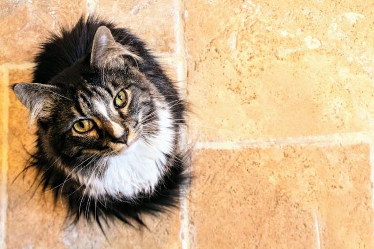 poils-de-chat
