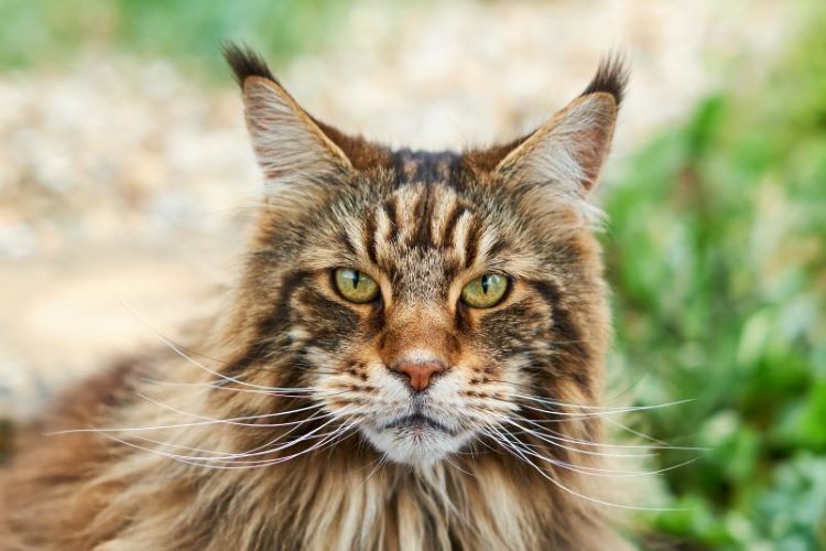 chat Maine Coon