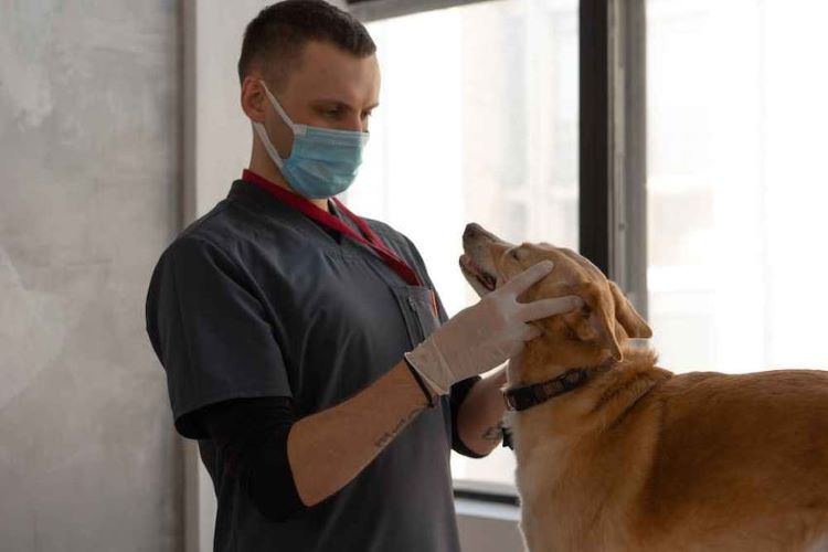 male-veterinary-staff-masked-examines-beige-dog
