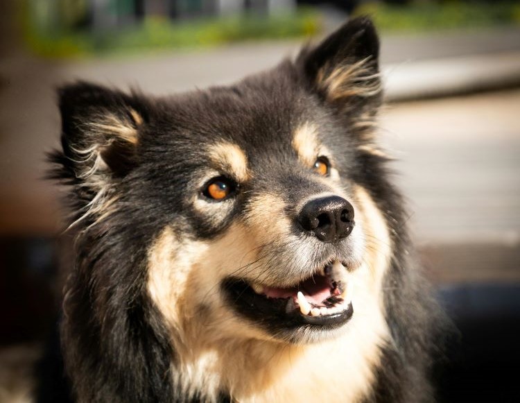 Un chien multicolore souriant au soleil.