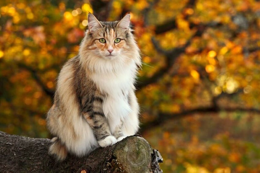 A norwegian forest cat sitting on a log in autumn