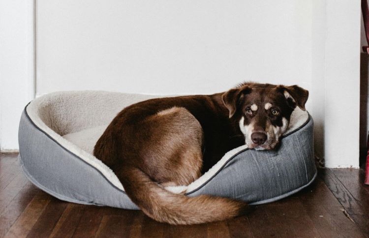 Dog sleeping