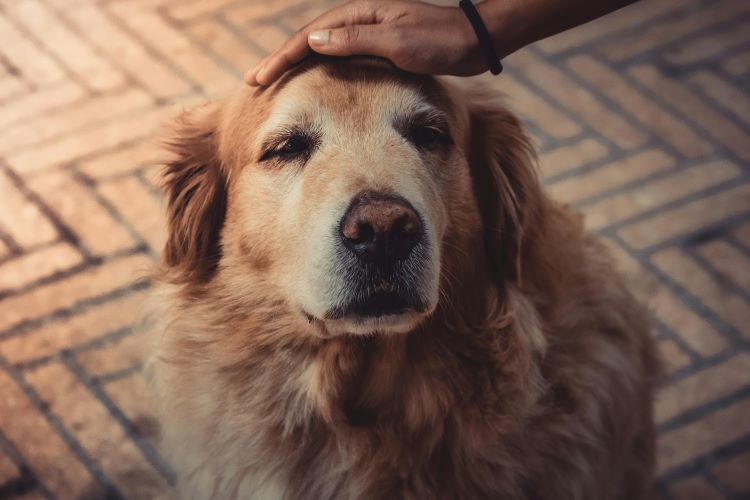 old-dog-petted