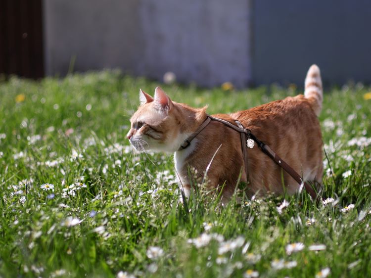 Chat harness