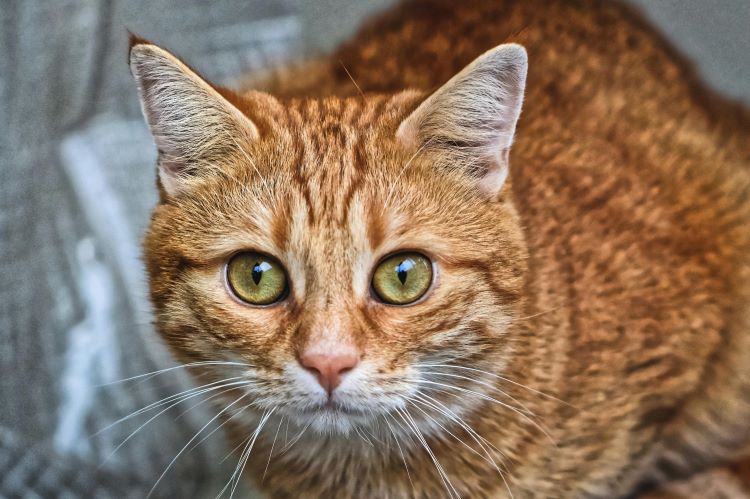 An orange cat