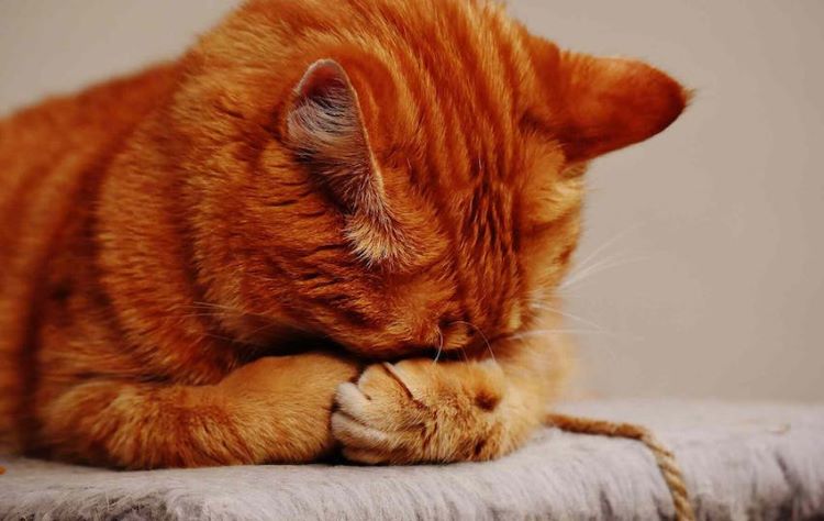 orange-tabby-kitten-hiding-face