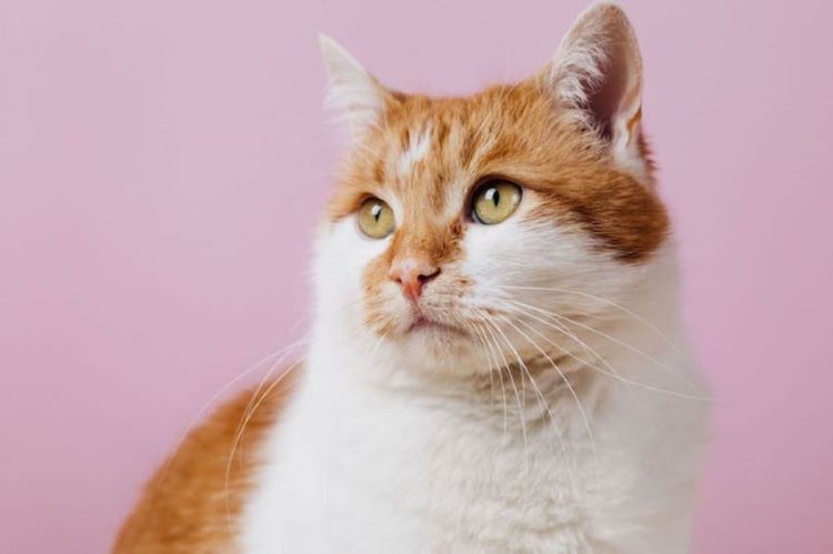 chat-rose