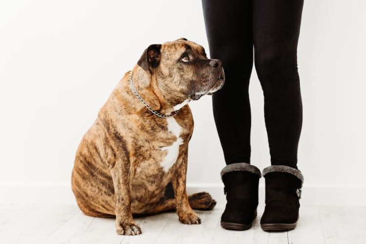 Overweight dog and owner