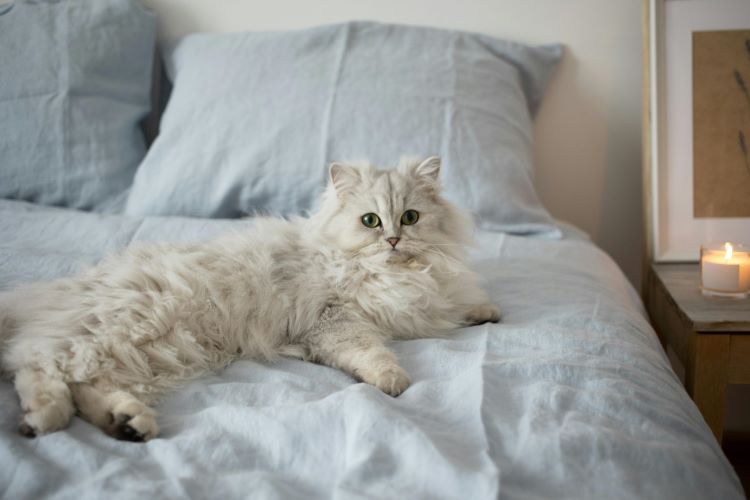 chat-ragdoll