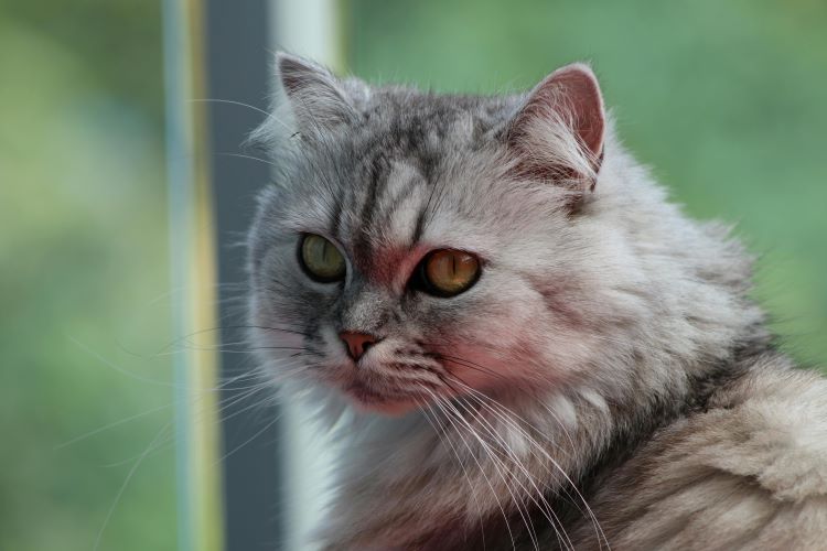 Persian tabby