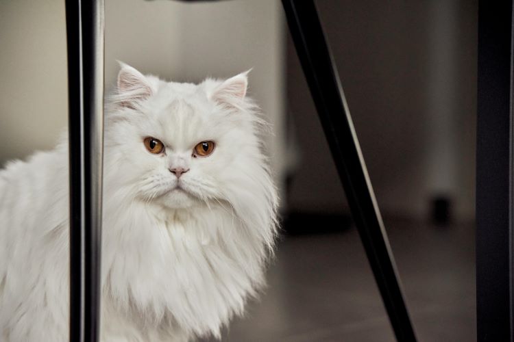 persian-cat-window
