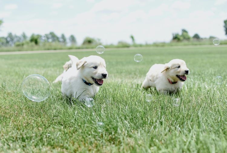 deux chiots jouant