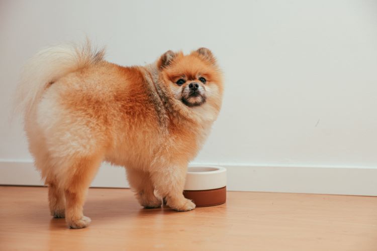 Pomeranian puppy with bowl