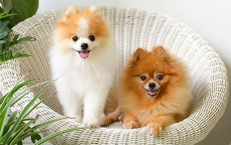 chiens de Poméranie