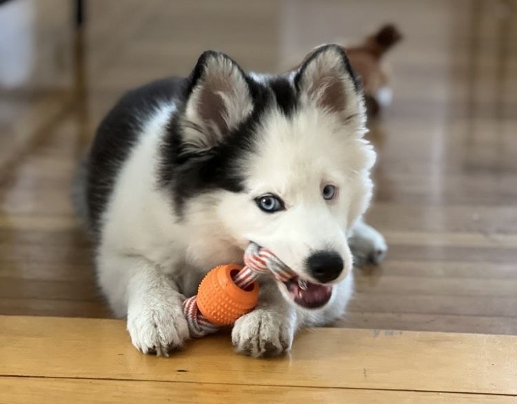 cards Qu’est-ce qu’un Pomsky? Tout sur le croisement amusant