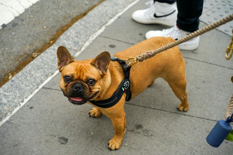 Chien-promenade