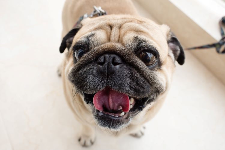 chien pug