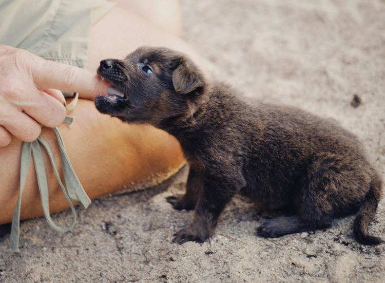 Puppy biting a human finger
