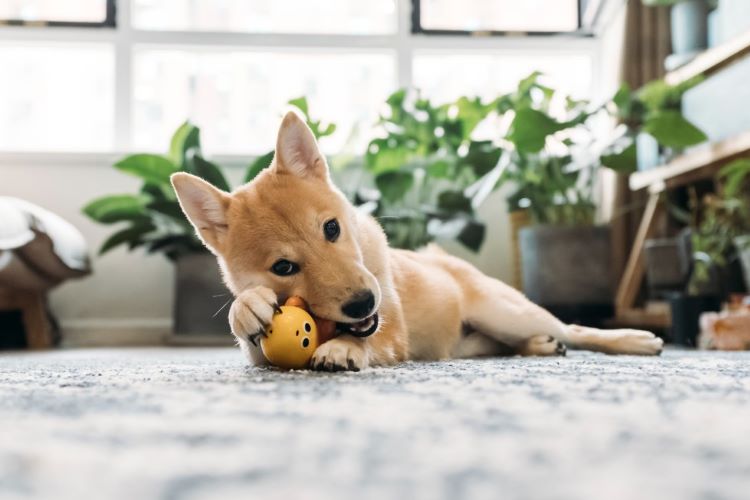 shiba-chiot