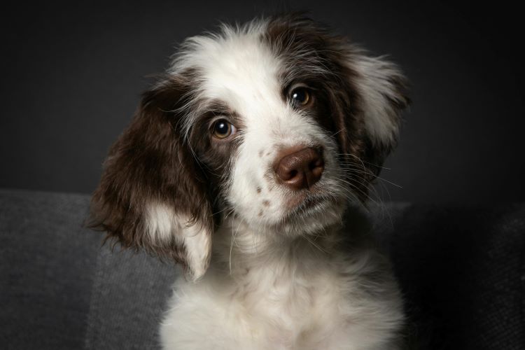 brown-white-puppy