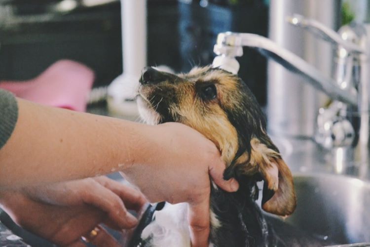 chiot-toilette