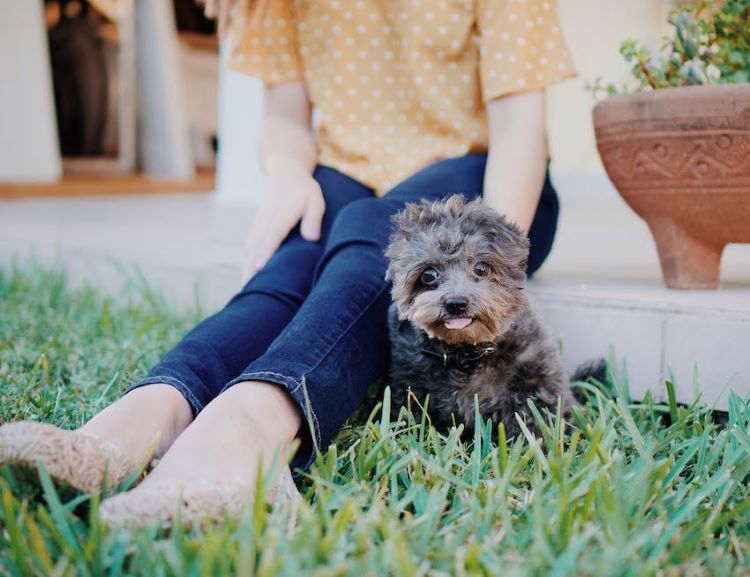 chiot-avec-proprietaire